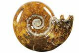 Polished, Agatized Ammonite - Madagascar #110508-1